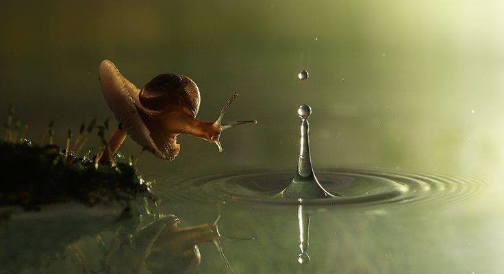 aria chanson de deux escargots qui vont a lenterrement jacques prevert texte enterrement